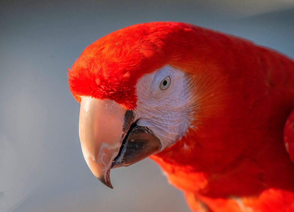 Close-up of red and blue macaw-Lotus-California-USA.